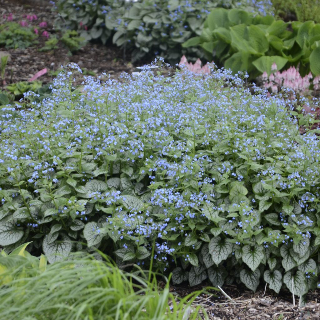 Brunnera 'Jack Frost' Walters