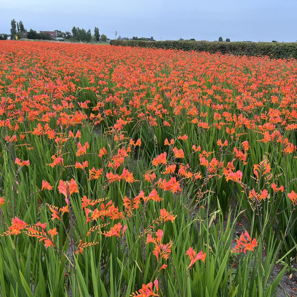 Crocosmia 'Peach Melba' Walters