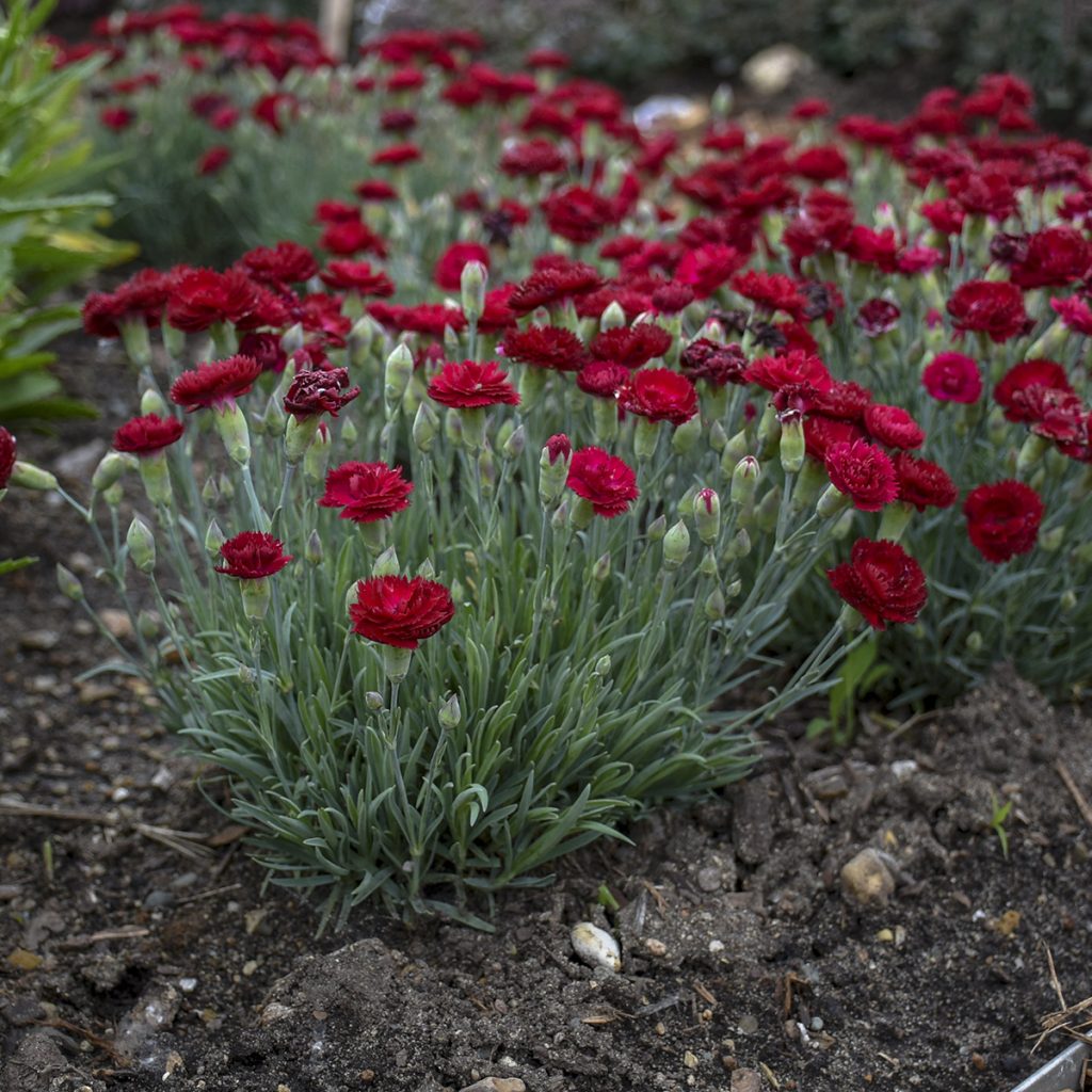 Dianthus 'Electric Red' Walters