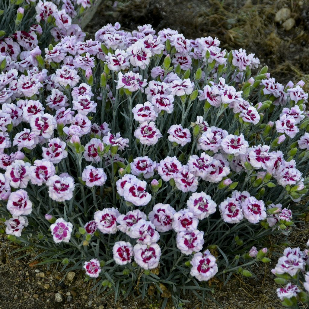 Dianthus 'Kiss and Tell' Walters