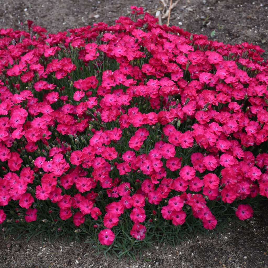 Dianthus 'Paint the Town Red' Walters