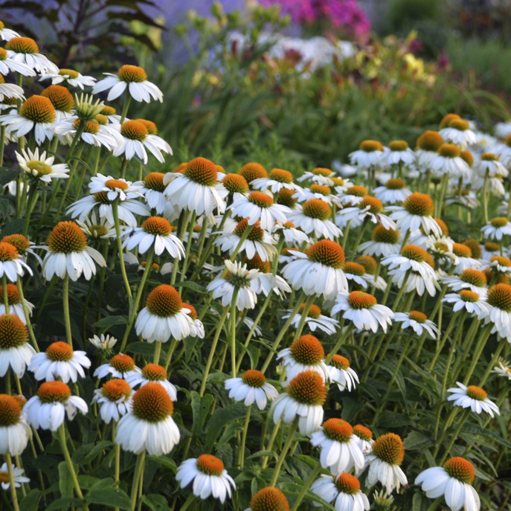 Echinacea purpurea 'PowWow White' Walters