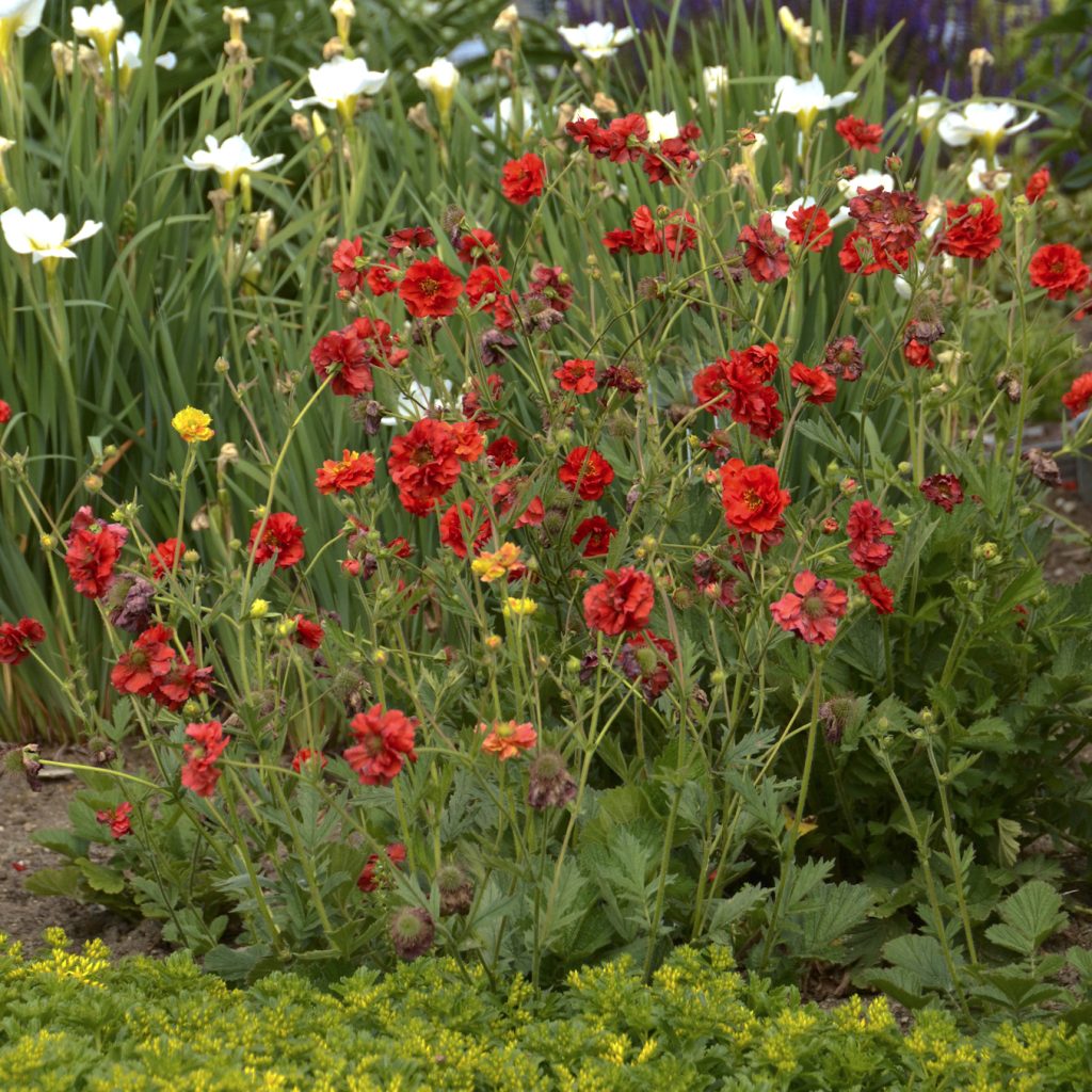 Geum 'Blazing Sunset' Walters