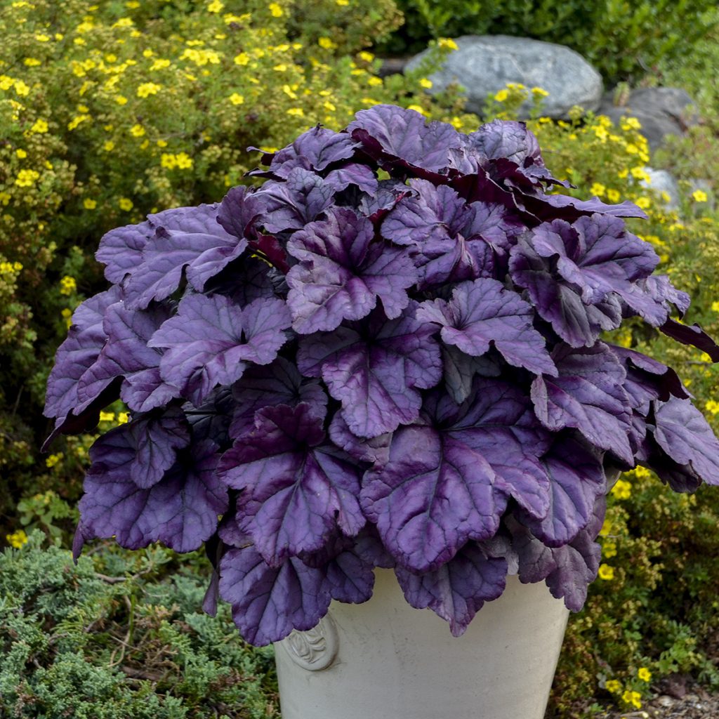 Heuchera 'Wildberry' Benchcard
