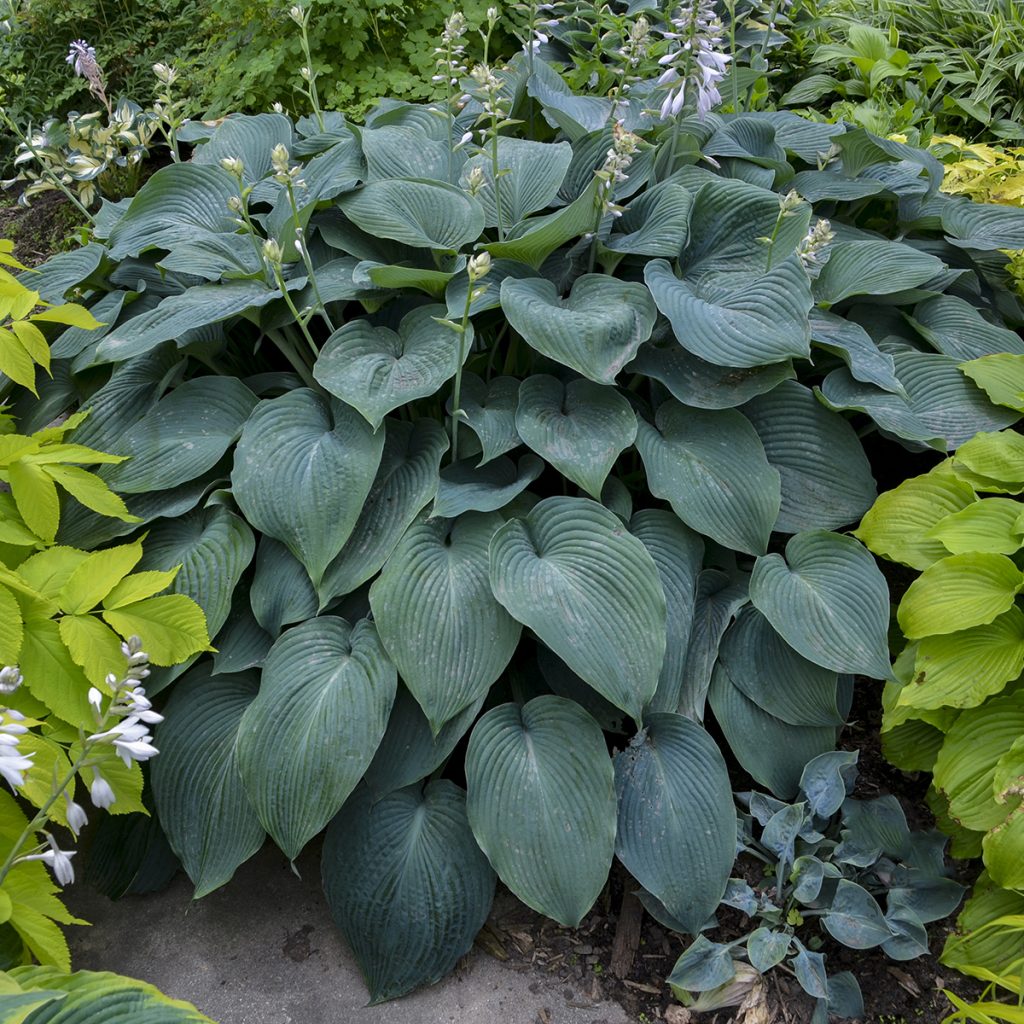 Hosta 'Blue Angel' Walters