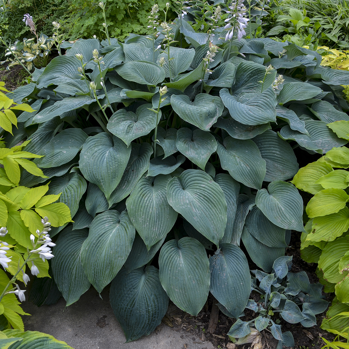 Hosta Blue Angel - Wild Juniper Nursery