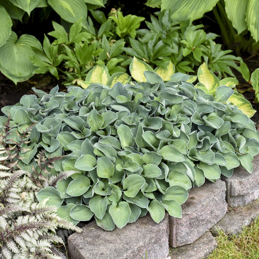 Hosta 'Blue Mouse Ears' Walters