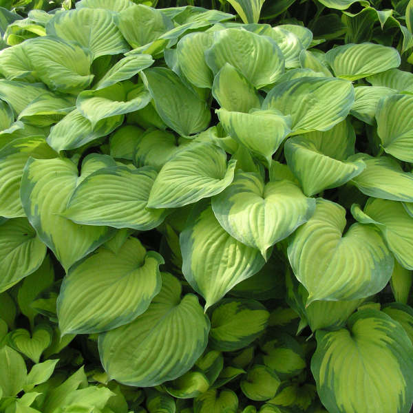 Hosta Guacamole Walters