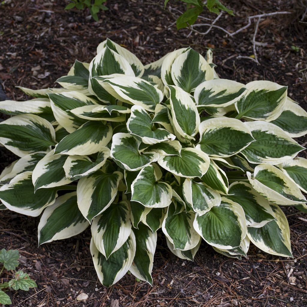 Hosta 'Patriot' Walters