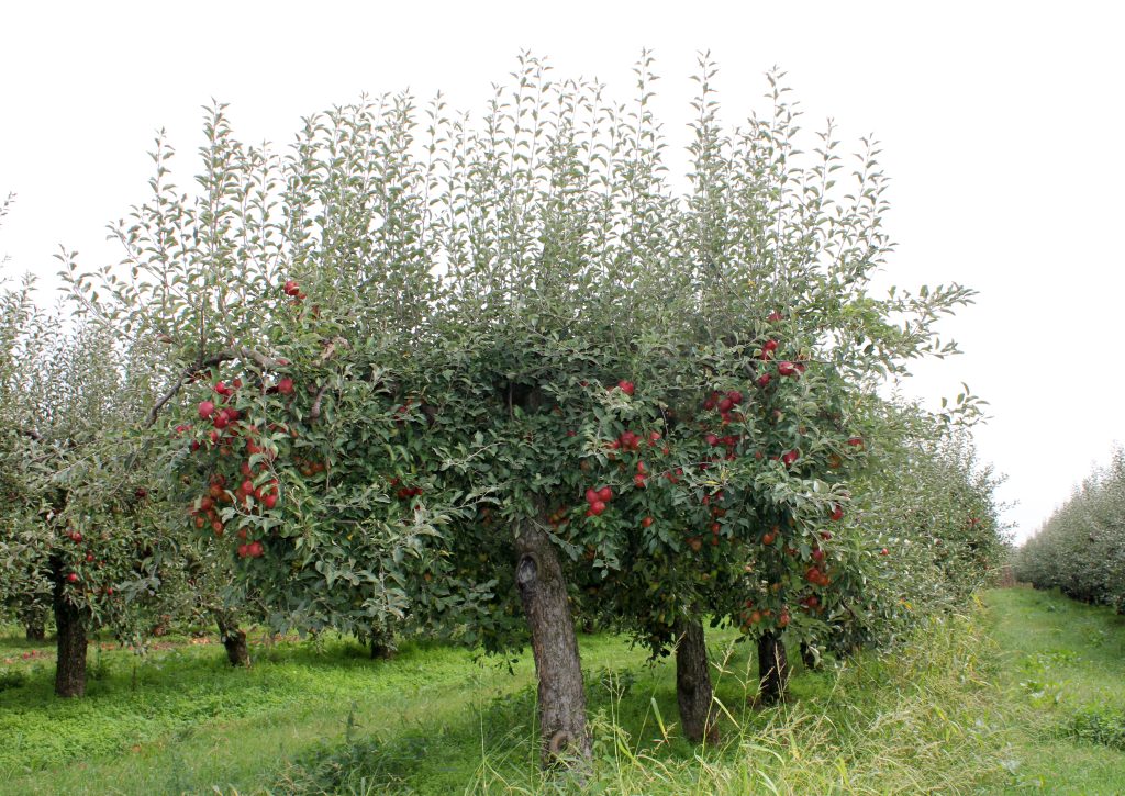 Jonathan Apple Tree