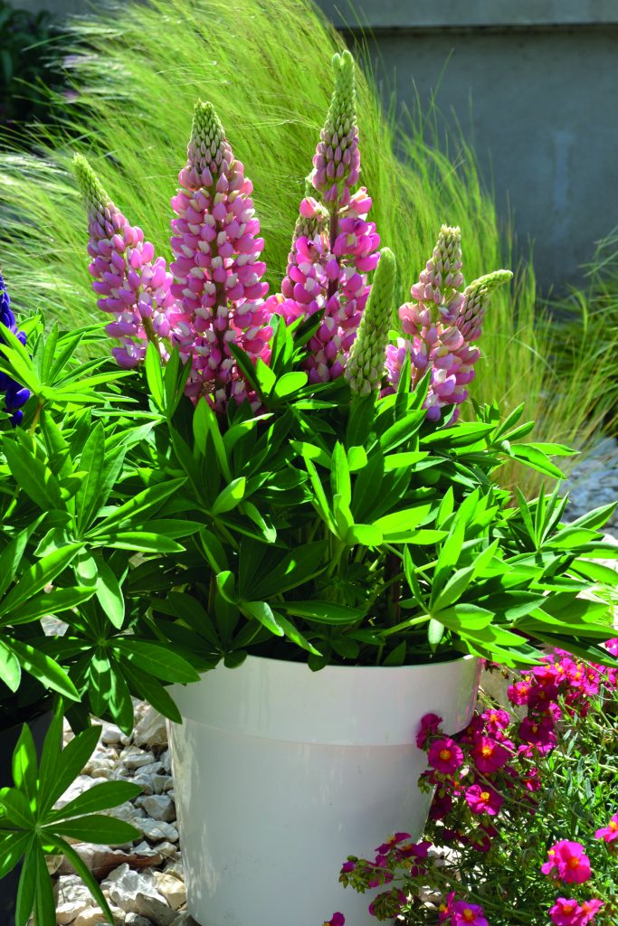 Lupine Bicolor Pink Ball
