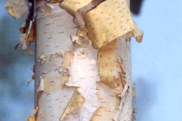 Renaissance Reflection Paper Birch Bailey