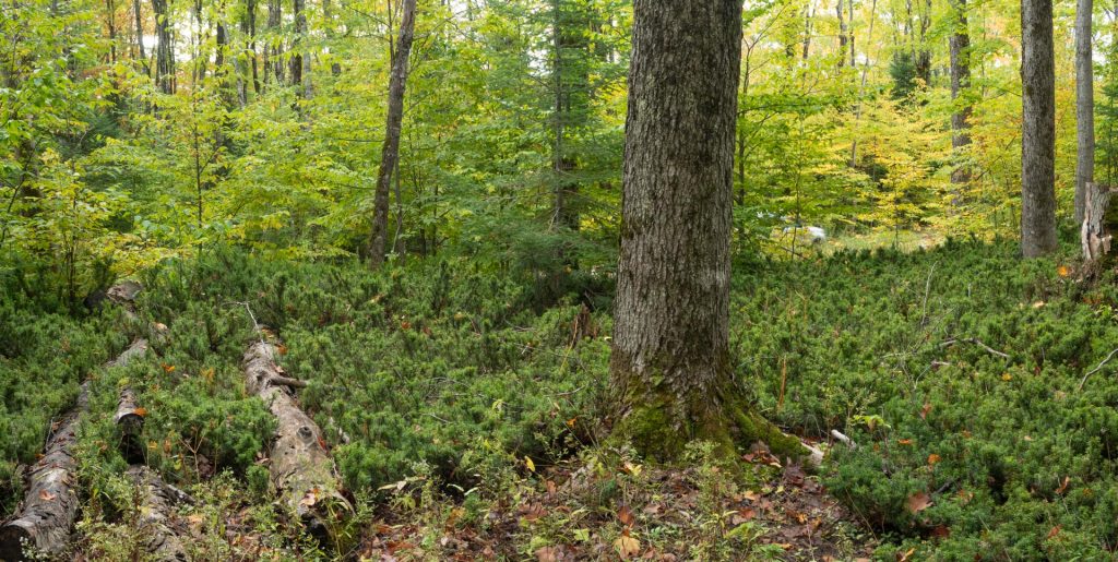 American Yew by C.J. Earle