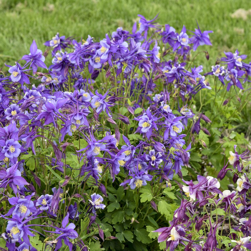 Columbine Purple Blue Walters