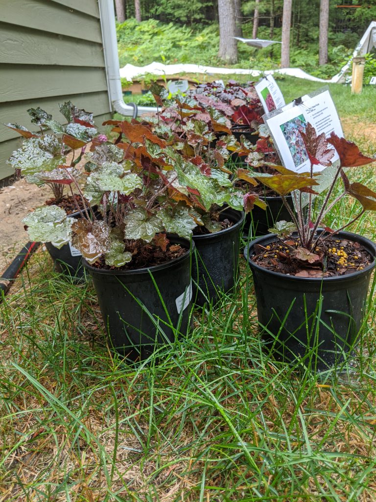 Coral Bell Palace Purple