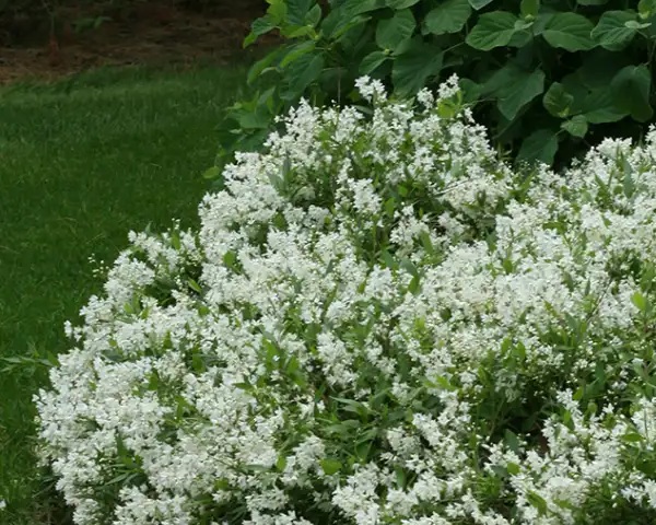 Deutzia