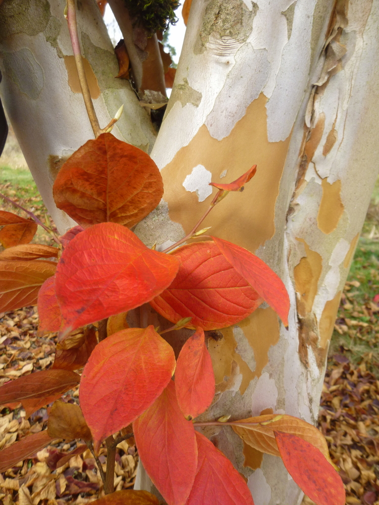 Japanese Stewartia Heritiage Seedlings