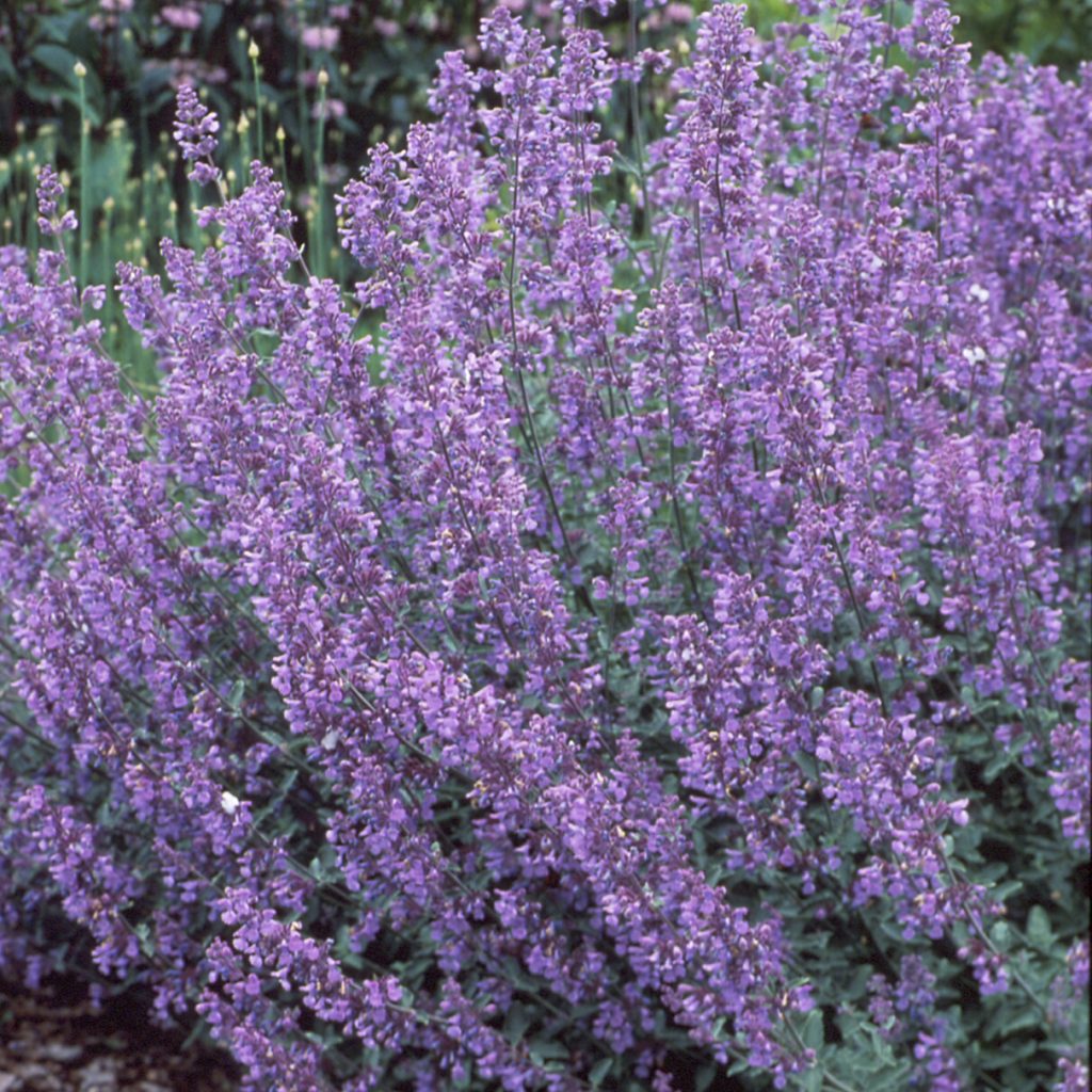 Nepeta 'Walker's Low' Walters
