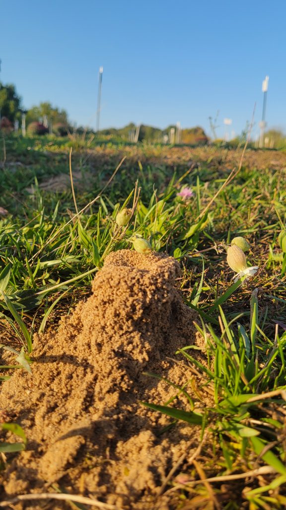 ant hill