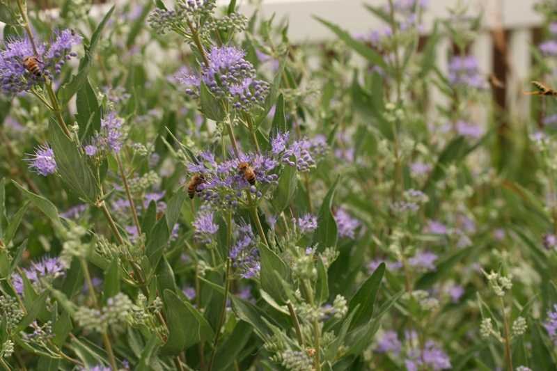 Blue beard blue mist