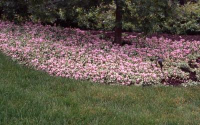 Dead Nettle Pink Pewter Illinois Extension