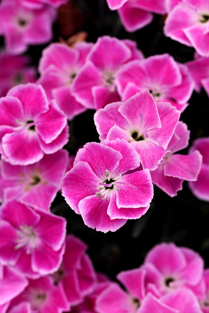 Dianthus IT Girl Ball Horticultural