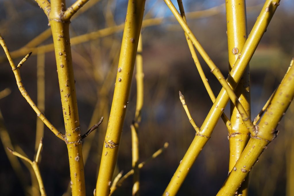 Yellow Twig Dogwood