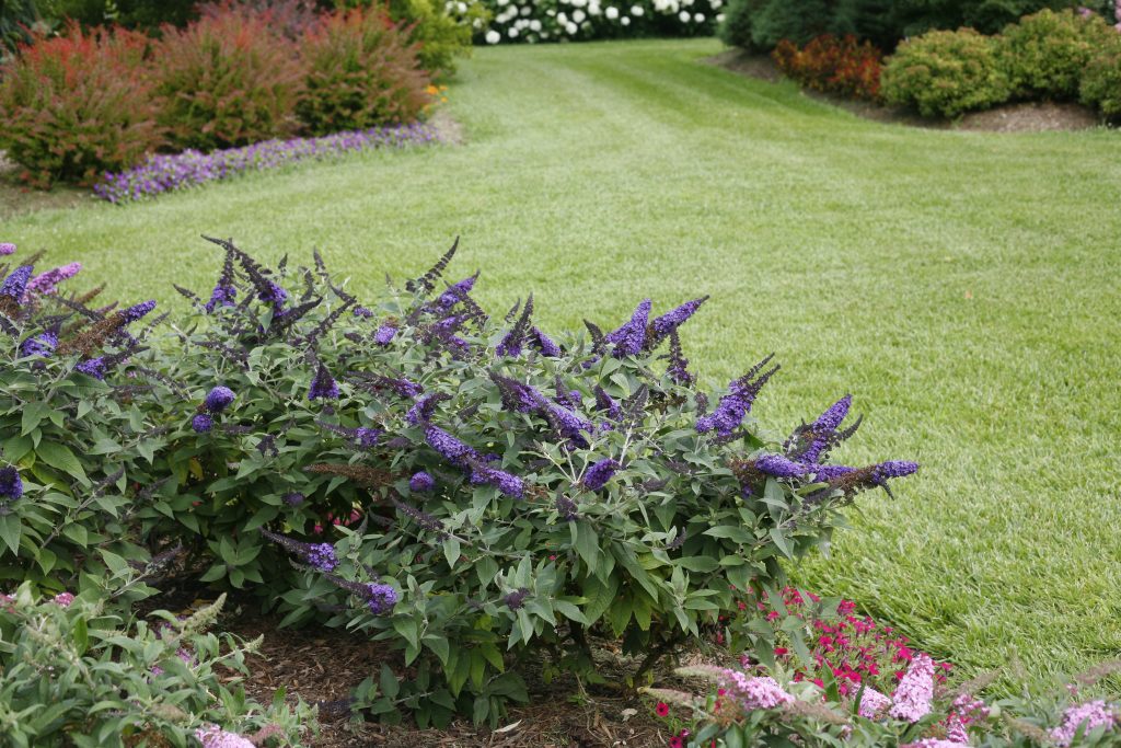 pugster blue butterfly bush habit