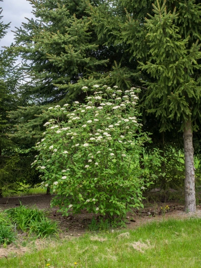 Nannyberry Viburnum