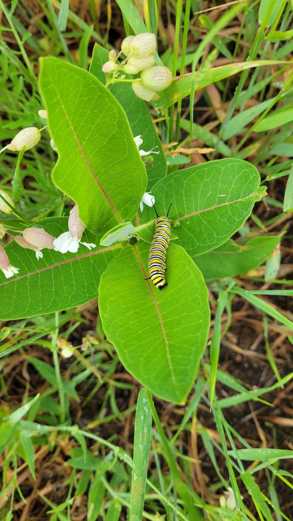 monarch caterpillar