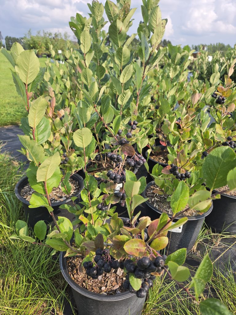 Native Shrub 4