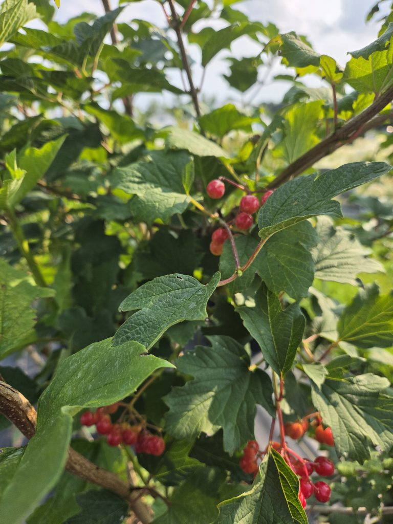 Native Shrub 1