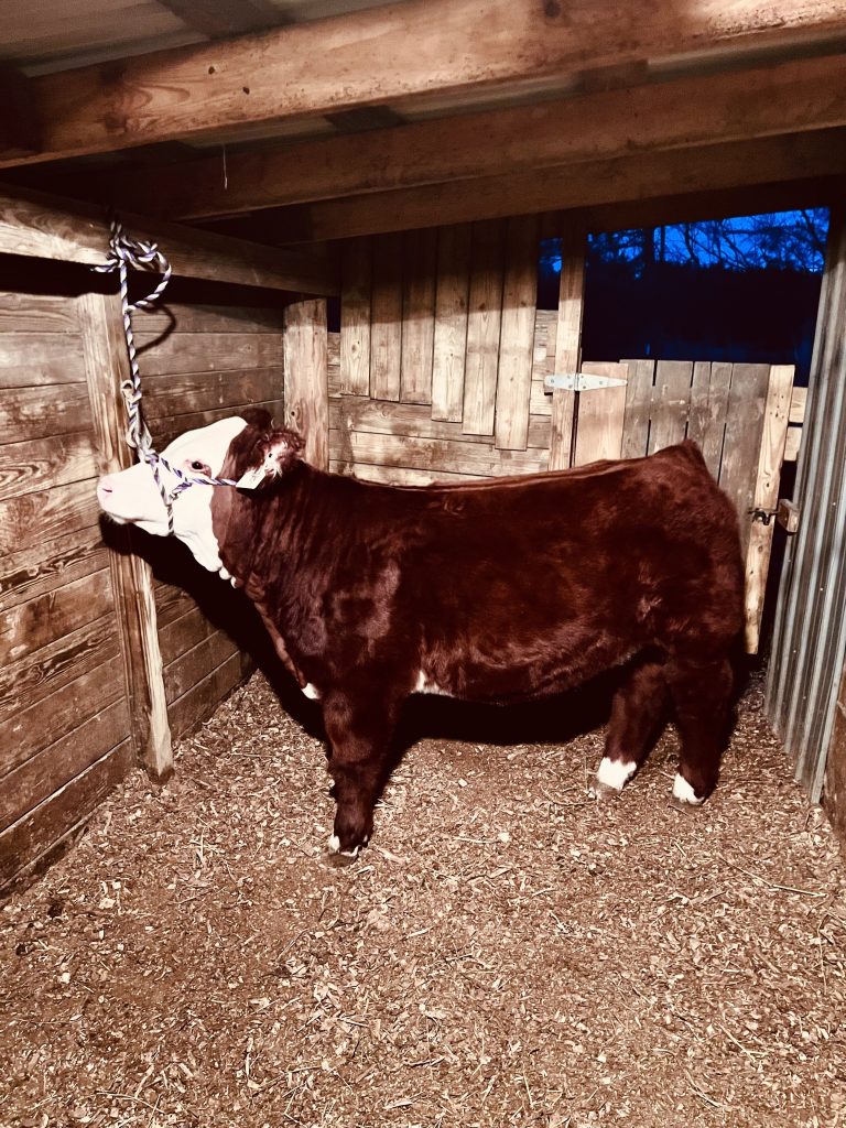 Cow Blog