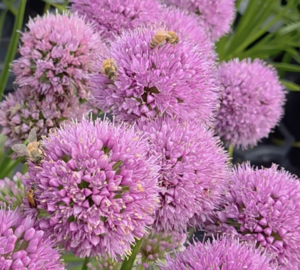 Bees!