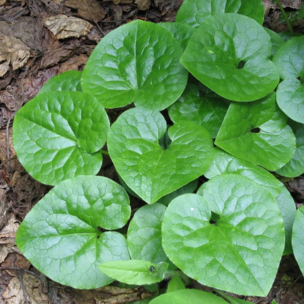Wild Ginger
