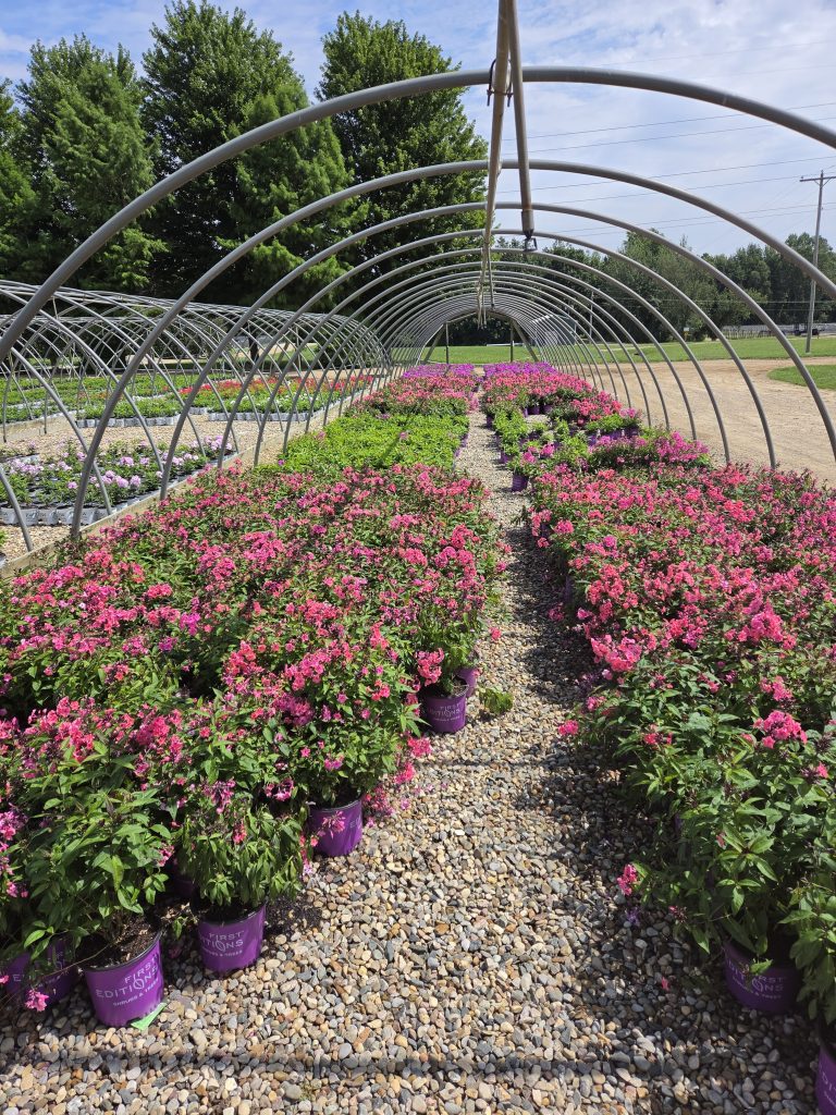 hoop phlox