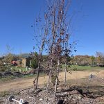 Chokecherry